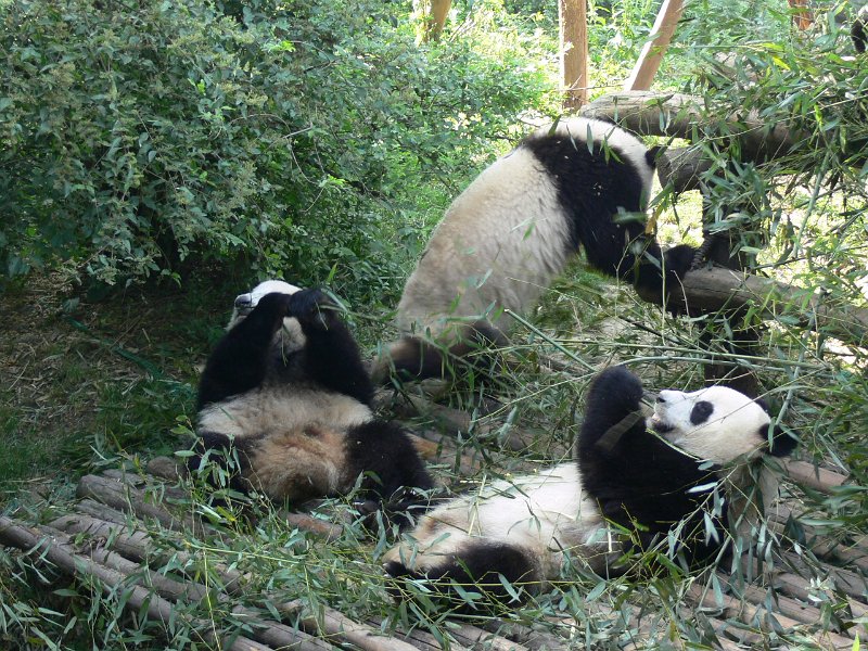 Pandas (015).jpg